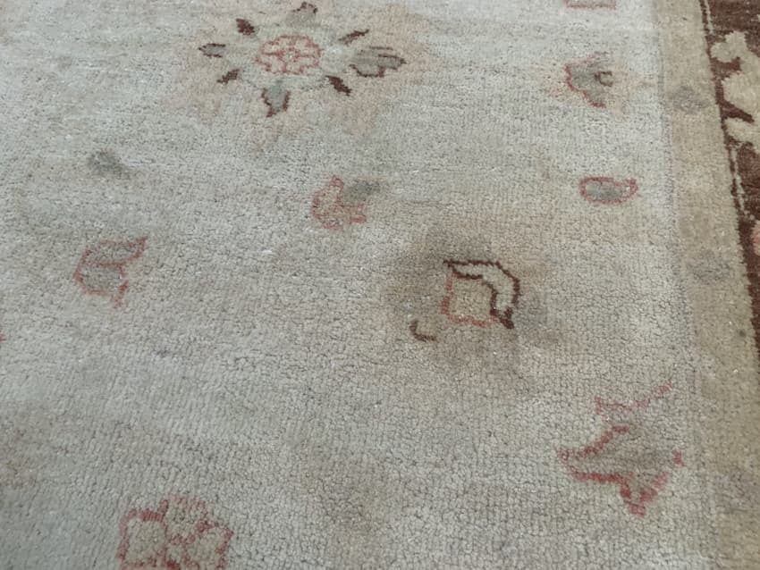 Indo Persian Rug IVE020054 244 X 152 D