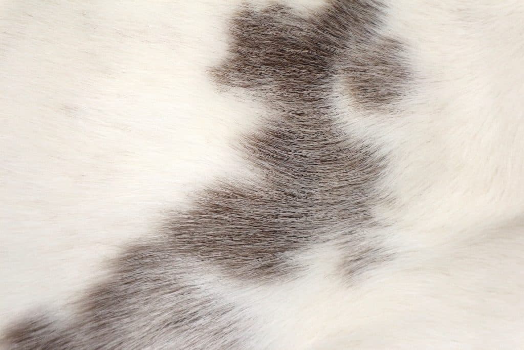Reindeer Hide JSK030GRY A