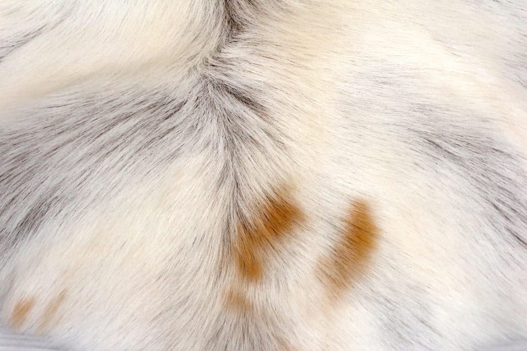 Reindeer Hide JSK030GRY B
