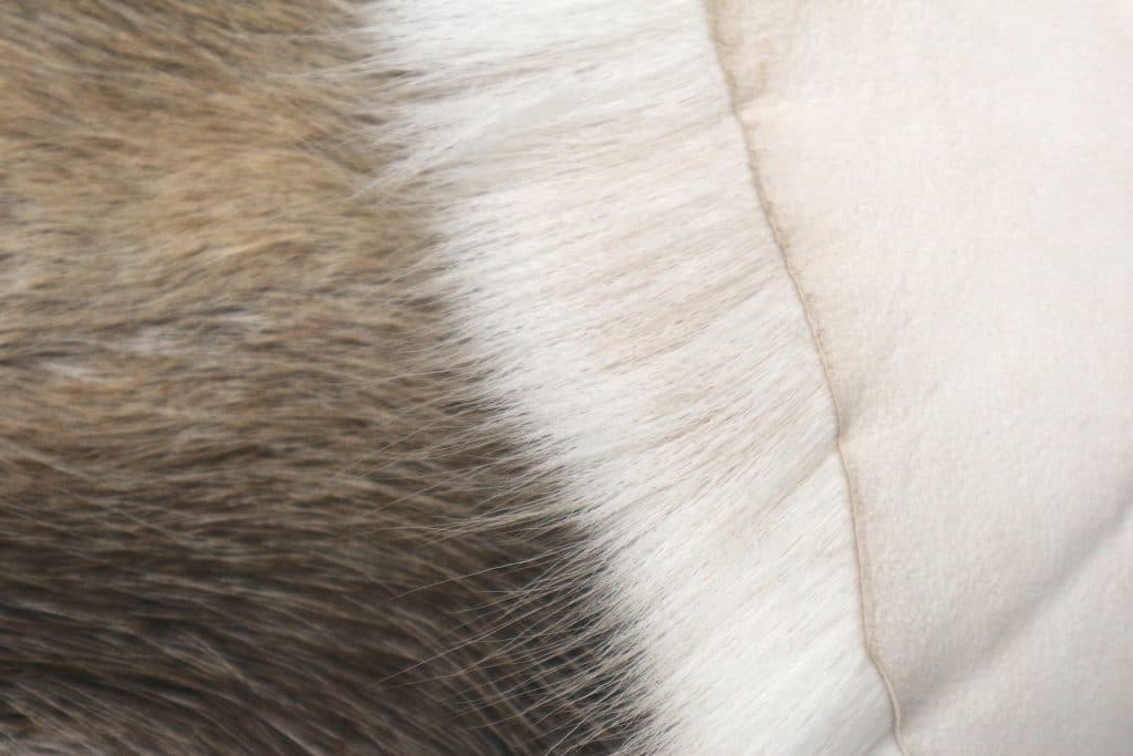 Reindeer Hide JSK030GRY C