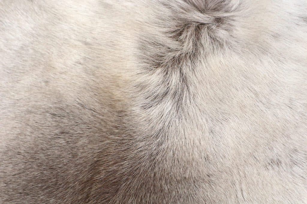 Reindeer Hide JSK030GRY D