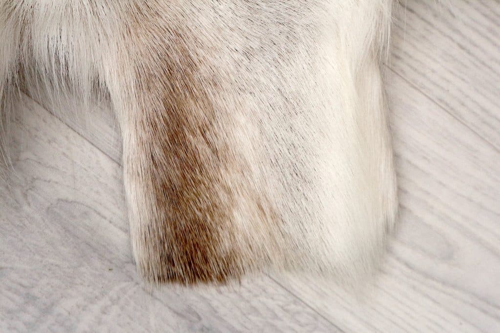 Reindeer Hide JSK030GRY D