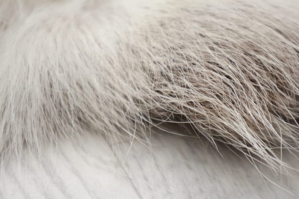 Reindeer Hide JSK030GRY D