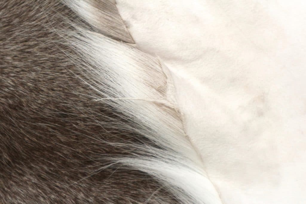 Reindeer Hide JSK030GRY D